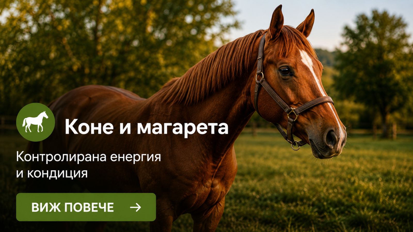 Коне и магарета