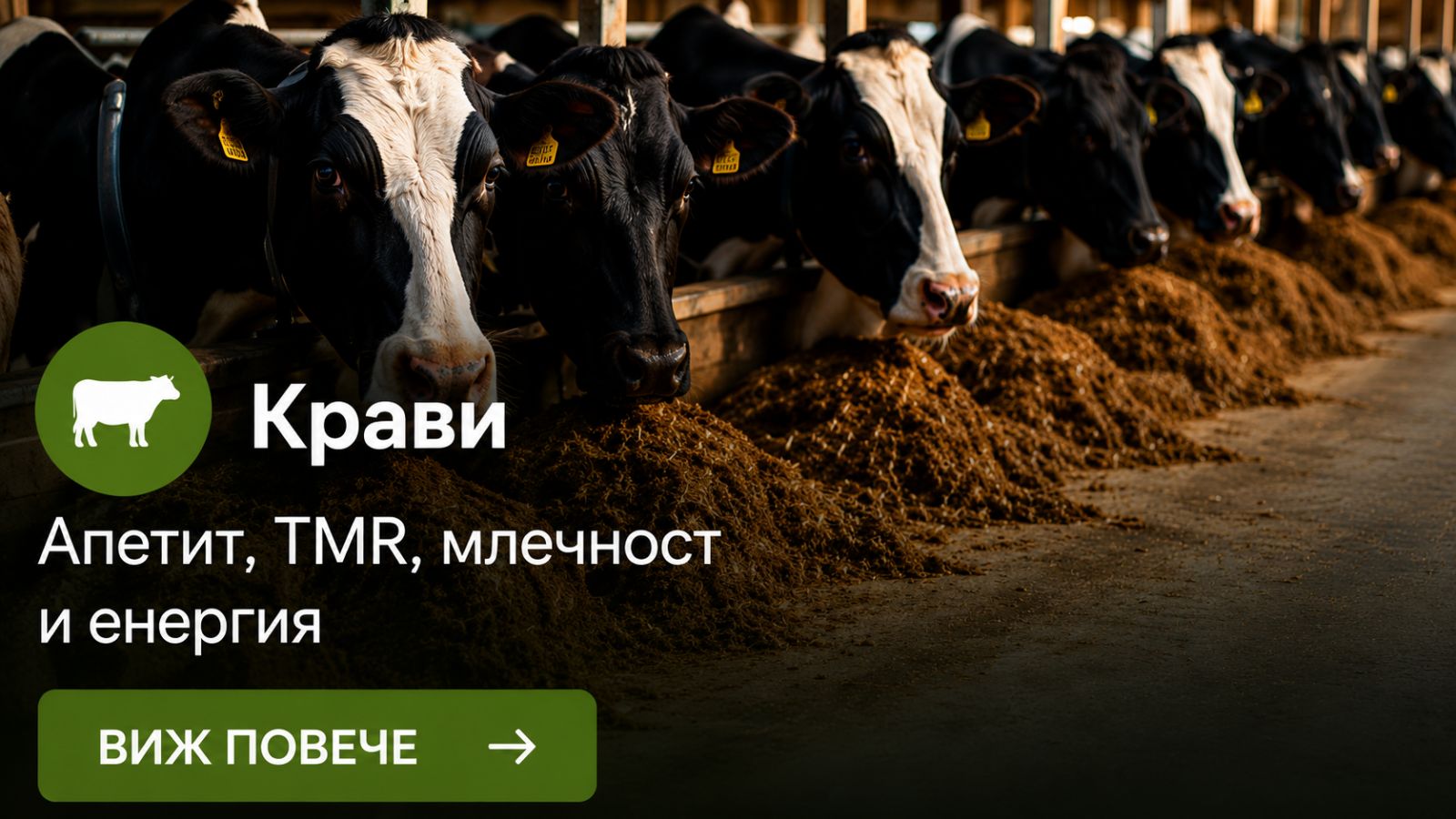 Крави