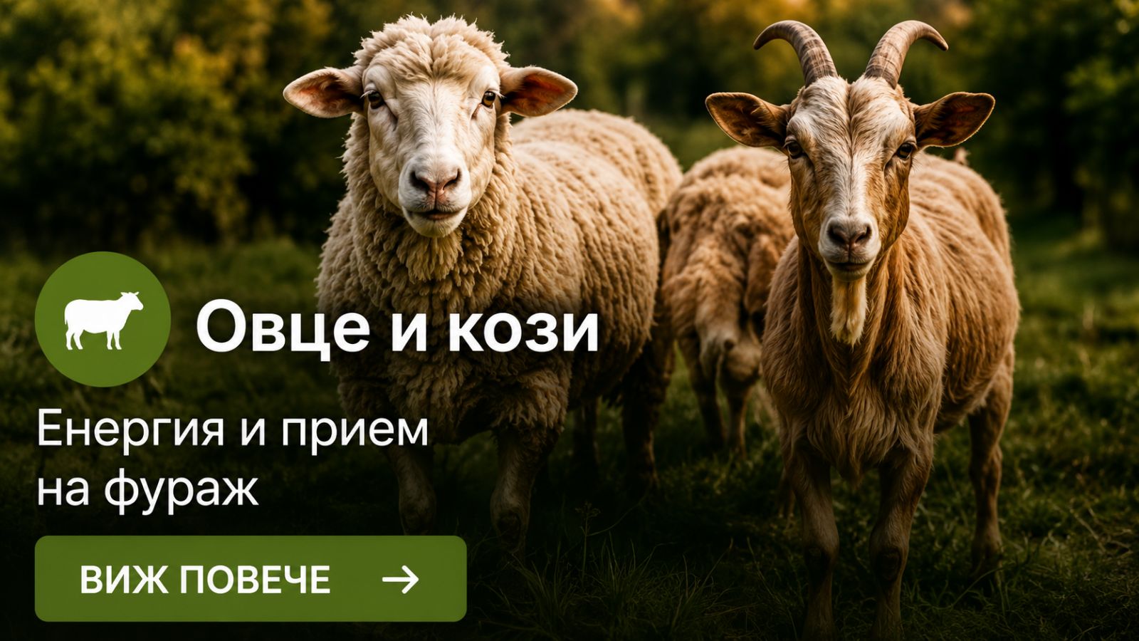 Овце и кози