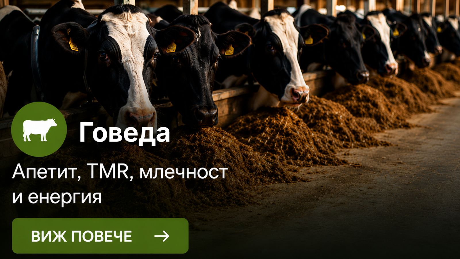 Говеда